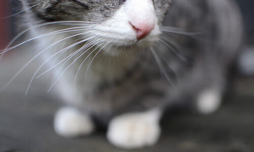 数据与绝杀的交响，哈登统治级表现背后，黄蜂压哨击败上海队的启示